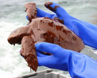 A sea turtle covered with oil during the BP Gulf of Mexico catastrophe of 2010. Photo courtesy of the Florida Fish and Wildlife Conservation Commission.